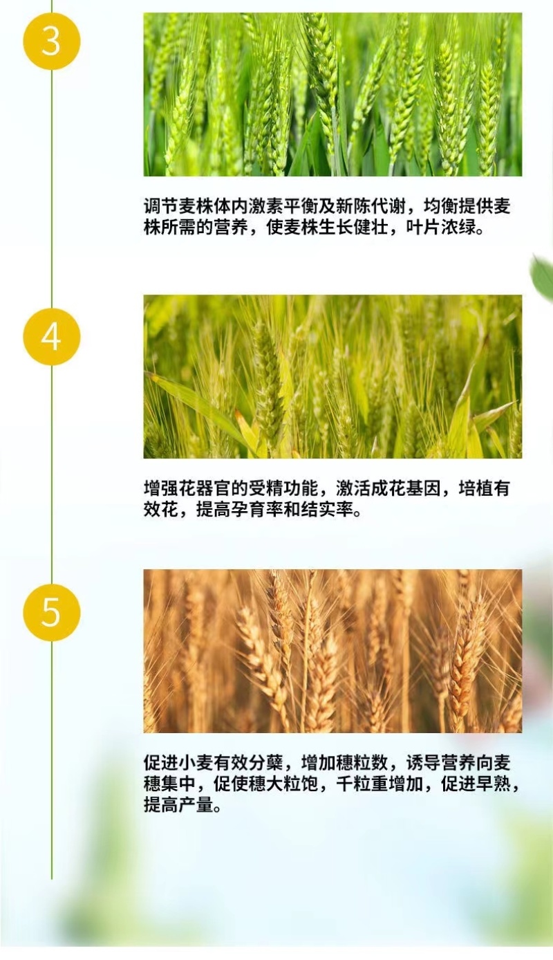 脉黄金复合微生物肥料（叶面肥）