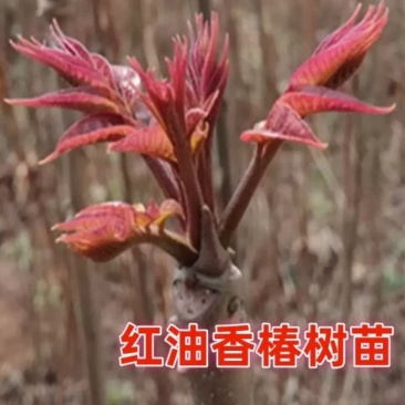 红油香椿树苗