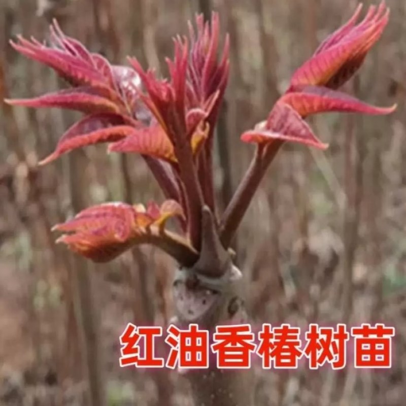 红油香椿树苗