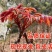 红油香椿树苗