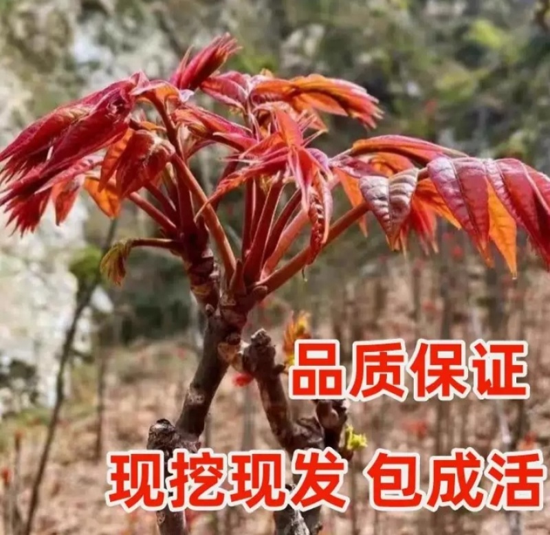 红油香椿树苗