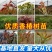 红油香椿树苗