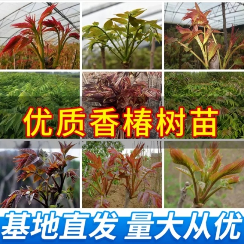 红油香椿树苗