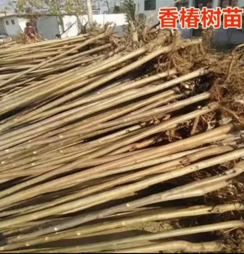红油香椿树苗