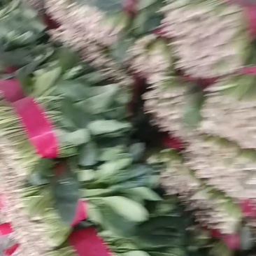 菠菜