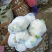 全部可套网套散花菜松花菜青梗散花菜。海拔900米露天种植