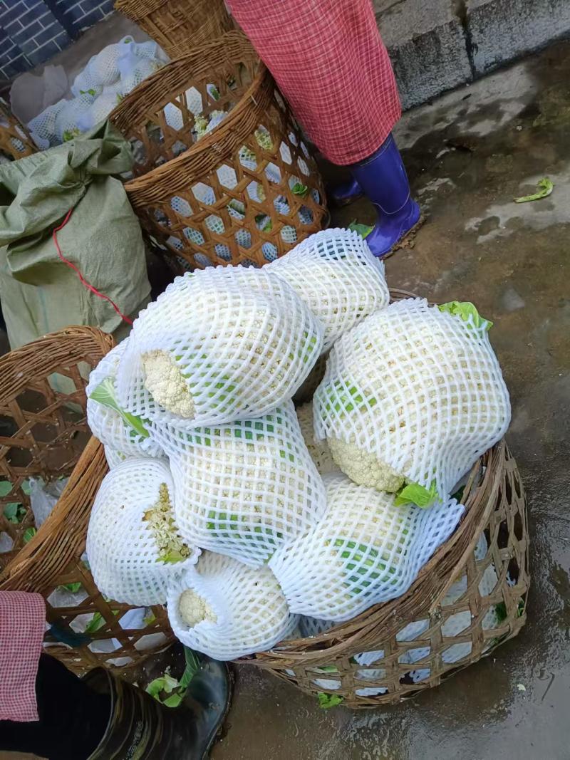 全部可套网套散花菜松花菜青梗散花菜。海拔900米露天种植