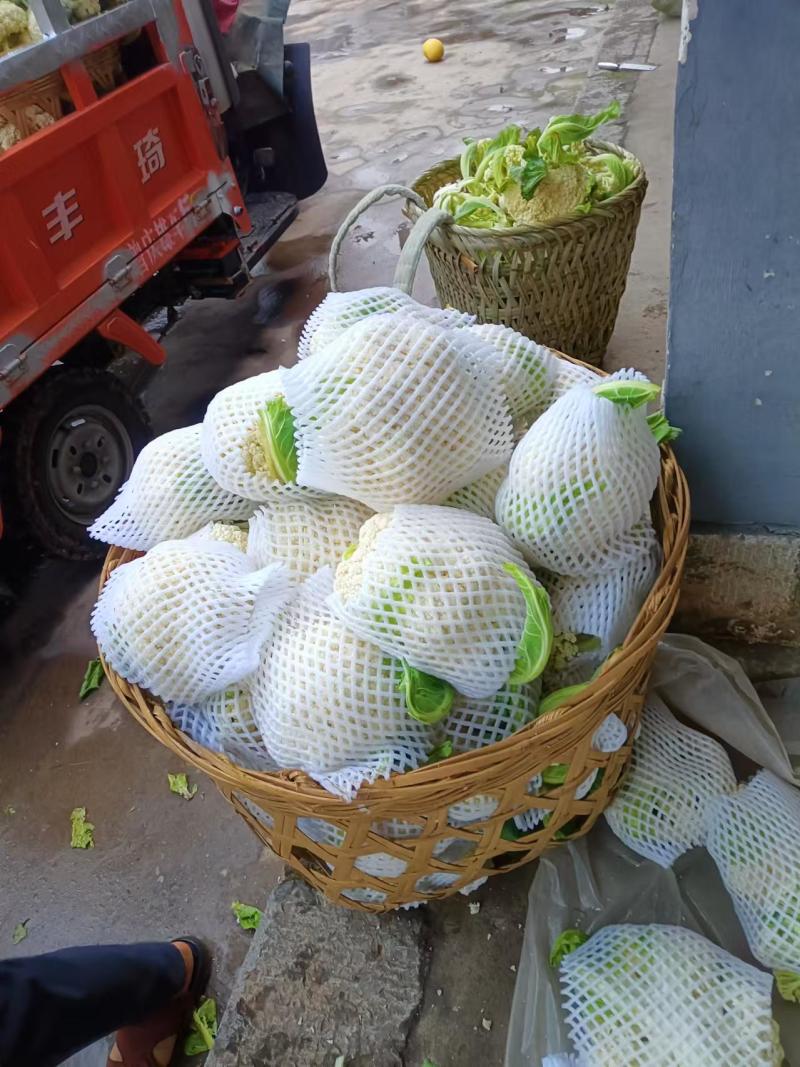 全部可套网套散花菜松花菜青梗散花菜。海拔900米露天种植