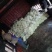 全部可套网套散花菜松花菜青梗散花菜。海拔900米露天种植