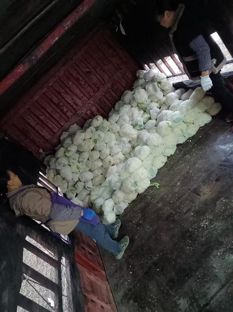 全部可套网套散花菜松花菜青梗散花菜。海拔900米露天种植