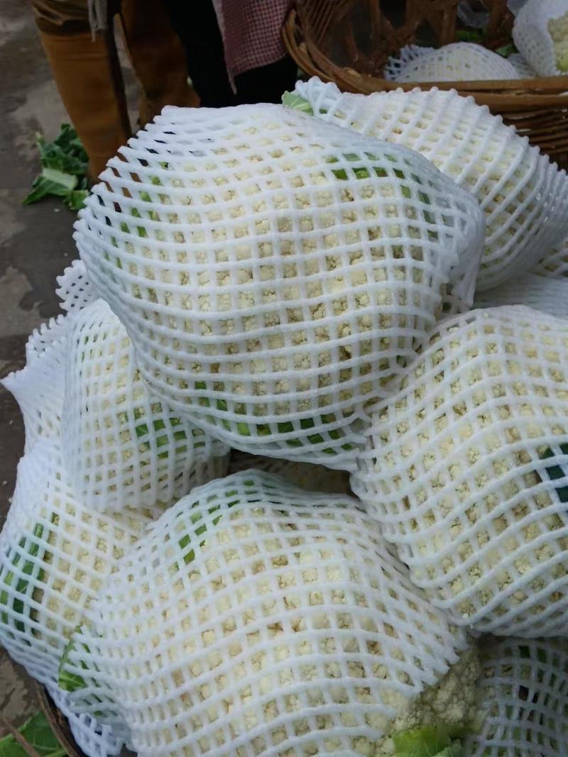 全部可套网套散花菜松花菜青梗散花菜。海拔900米露天种植