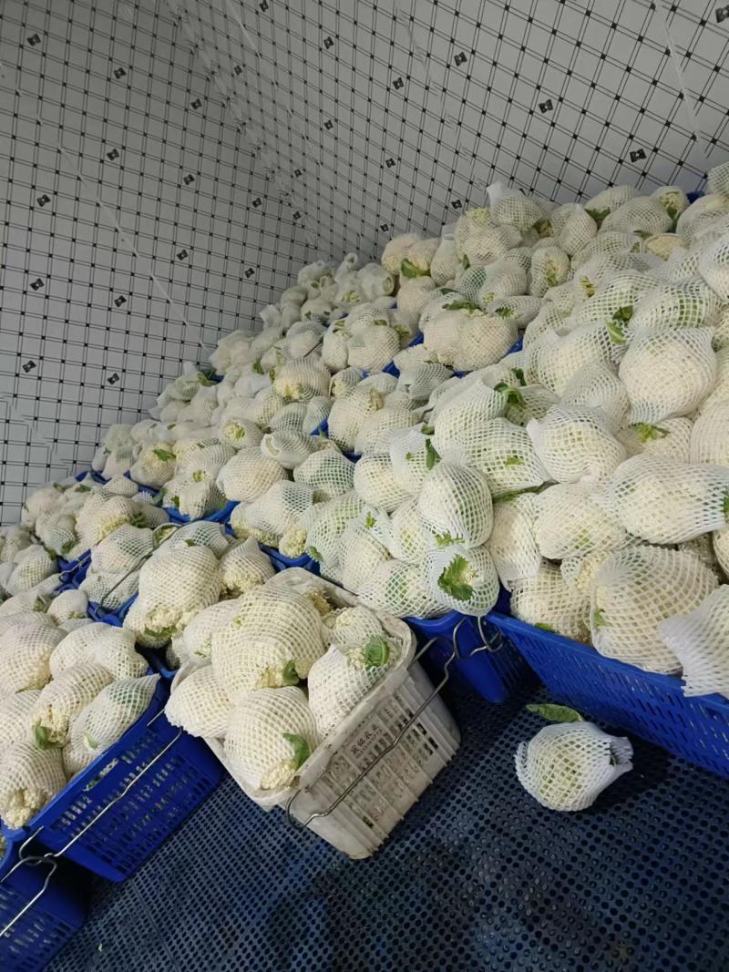 全部可套网套散花菜松花菜青梗散花菜。海拔900米露天种植
