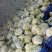 全部可套网套散花菜松花菜青梗散花菜。海拔900米露天种植