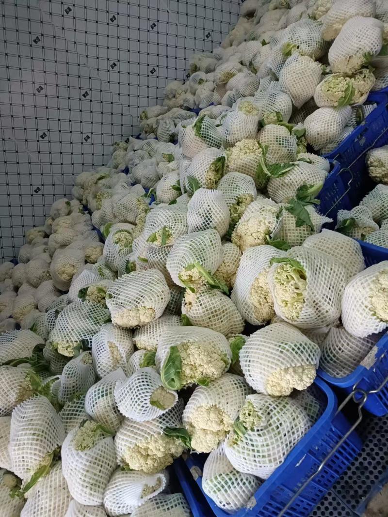 全部可套网套散花菜松花菜青梗散花菜。海拔900米露天种植