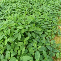 木姜子牙苗