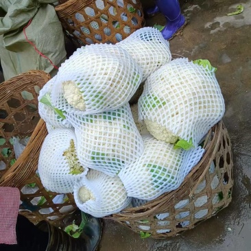 全部可套网套散花菜松花菜青梗散花菜。海拔900米露天种植