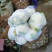 全部可套网套散花菜松花菜青梗散花菜。海拔900米露天种植