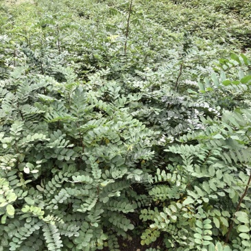 刺槐苗（大量供应，本基地自产苗，没有中间商）
