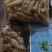 云南文山三七（品质保证）大小规格都有次货也有切片也有