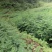 刺槐苗（大量供应，本基地自产苗，没有中间商）