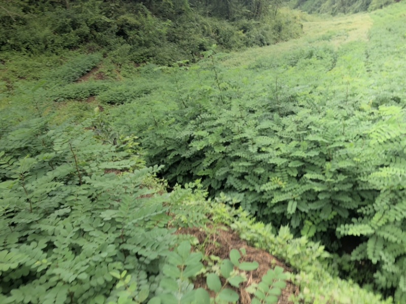 刺槐苗（大量供应，本基地自产苗，没有中间商）