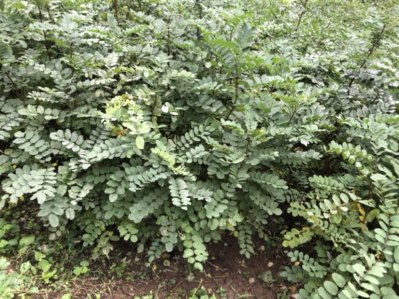 刺槐苗（大量供应，本基地自产苗，没有中间商）