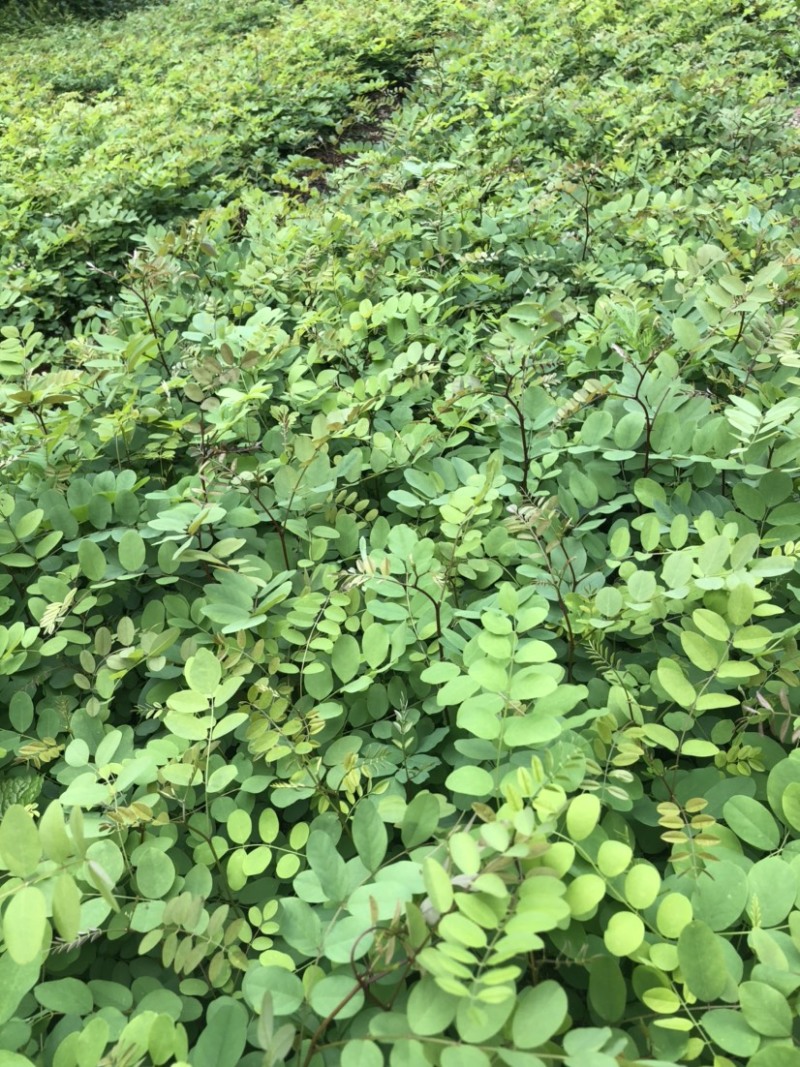 刺槐苗（大量供应，本基地自产苗，没有中间商）