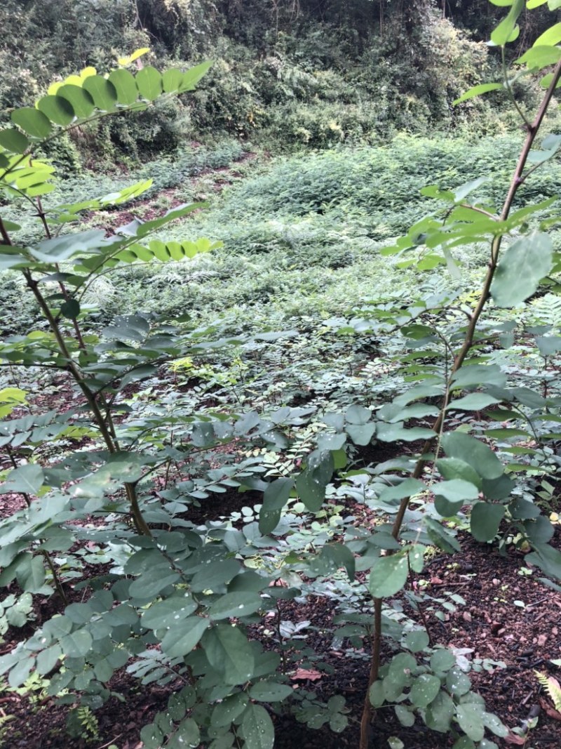 刺槐苗（大量供应，本基地自产苗，没有中间商）