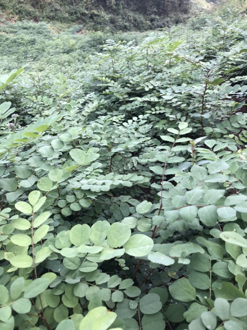 刺槐苗（大量供应，本基地自产苗，没有中间商）