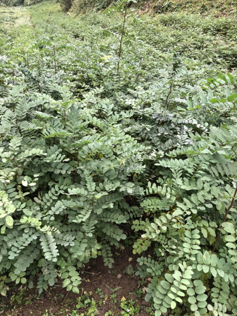 刺槐苗（大量供应，本基地自产苗，没有中间商）