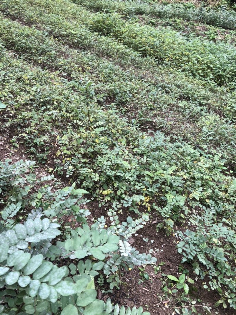 刺槐苗（大量供应，本基地自产苗，没有中间商）