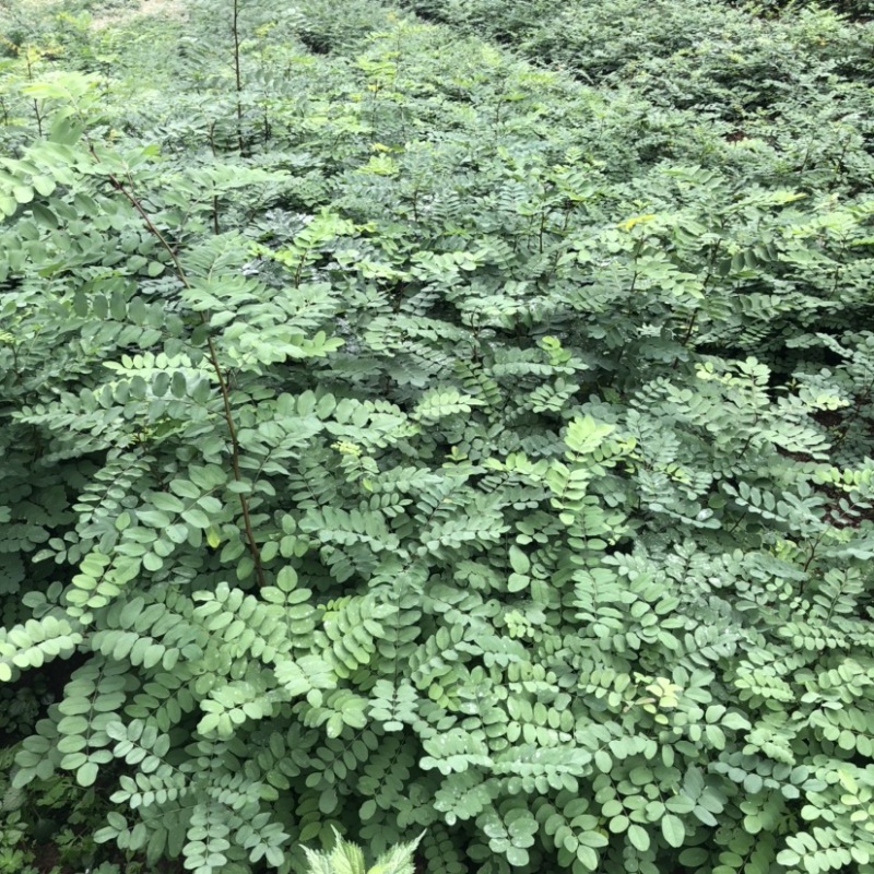 刺槐苗（大量供应，本基地自产苗，没有中间商）