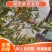 广西脆皮金桔融安脆皮滑皮小金桔当季水果脆皮滑皮小金桔鲜果