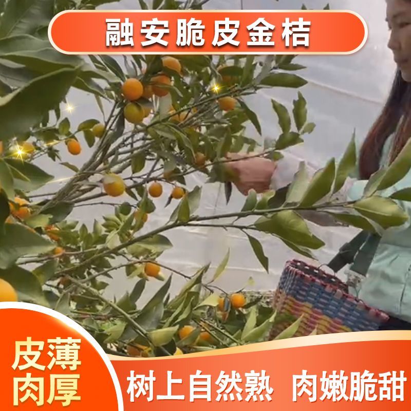 广西脆皮金桔融安脆皮滑皮小金桔当季水果脆皮滑皮小金桔鲜果