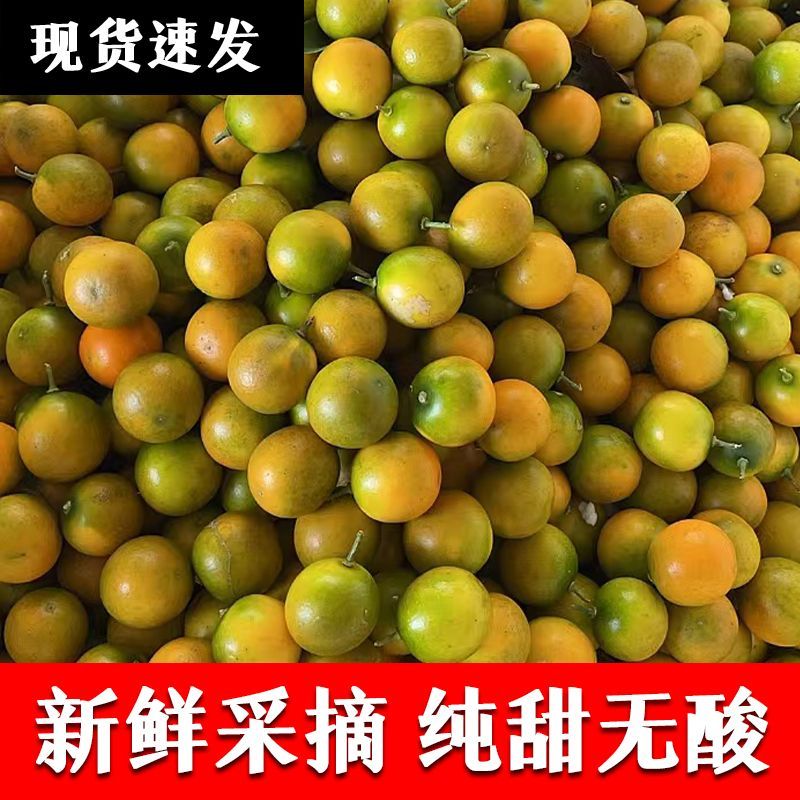 广西脆皮金桔融安脆皮滑皮小金桔当季水果脆皮滑皮小金桔鲜果