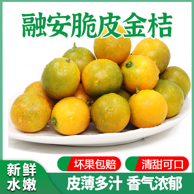 广西脆皮金桔融安脆皮滑皮小金桔当季水果脆皮滑皮小金桔鲜果