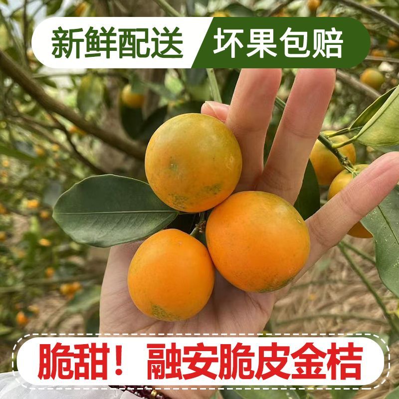 广西脆皮金桔融安脆皮滑皮小金桔当季水果脆皮滑皮小金桔鲜果
