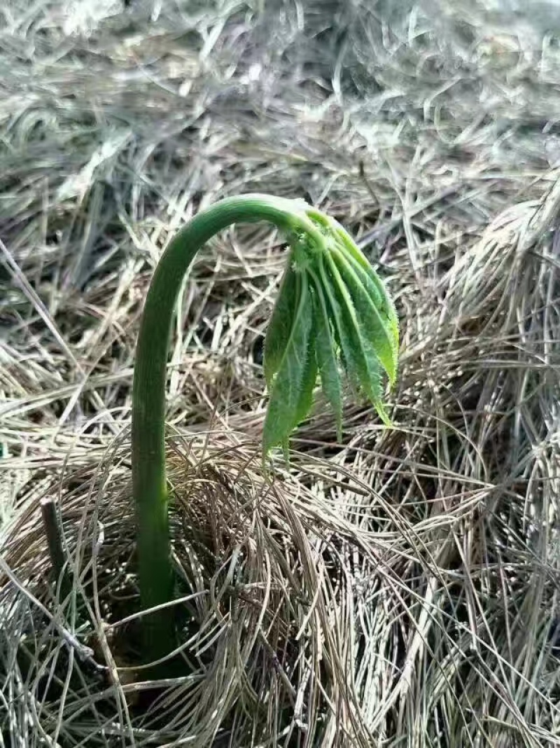 云南文山三七花（品质保证）干净无杂提供包装承接批发