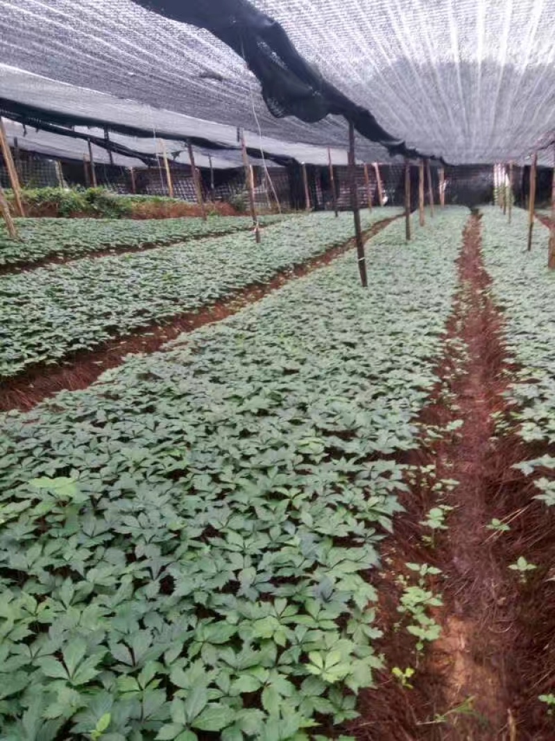云南文山三七花（品质保证）干净无杂提供包装承接批发