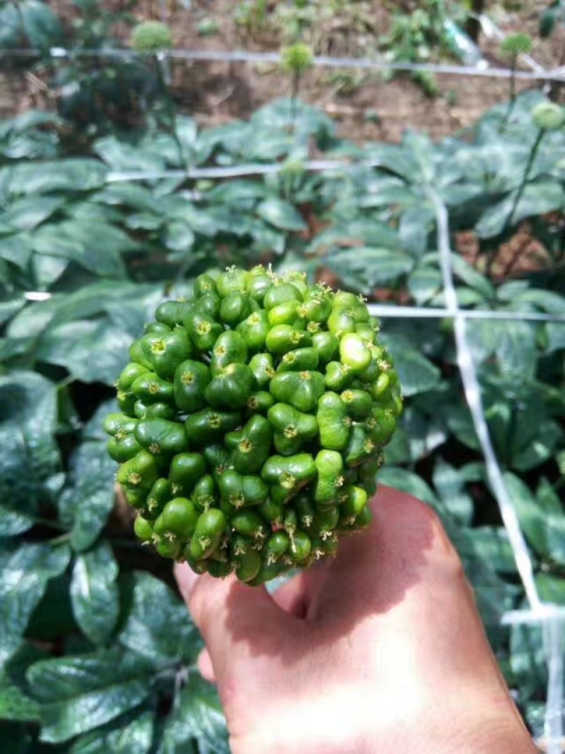 云南文山三七花（品质保证）干净无杂提供包装承接批发
