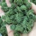 云南文山三七花（品质保证）干净无杂提供包装承接批发