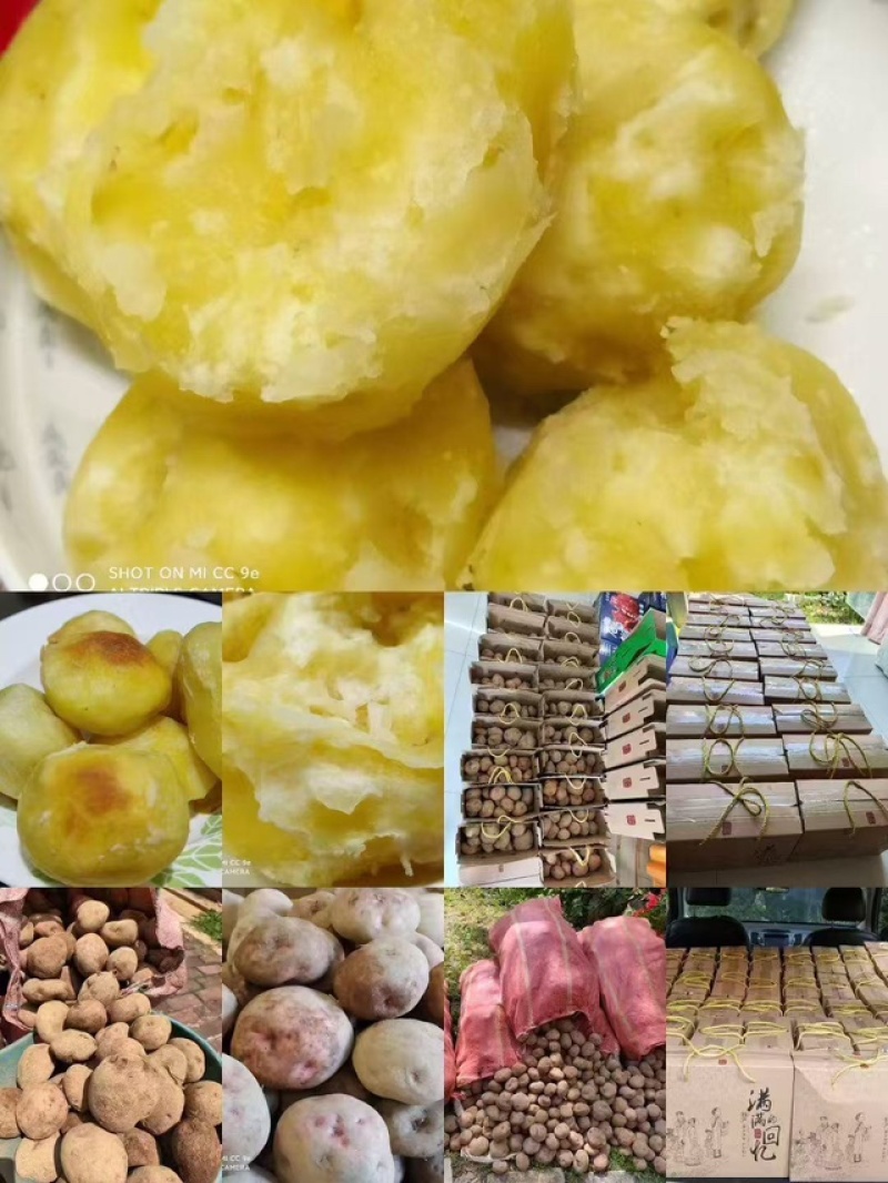 云南开花土豆