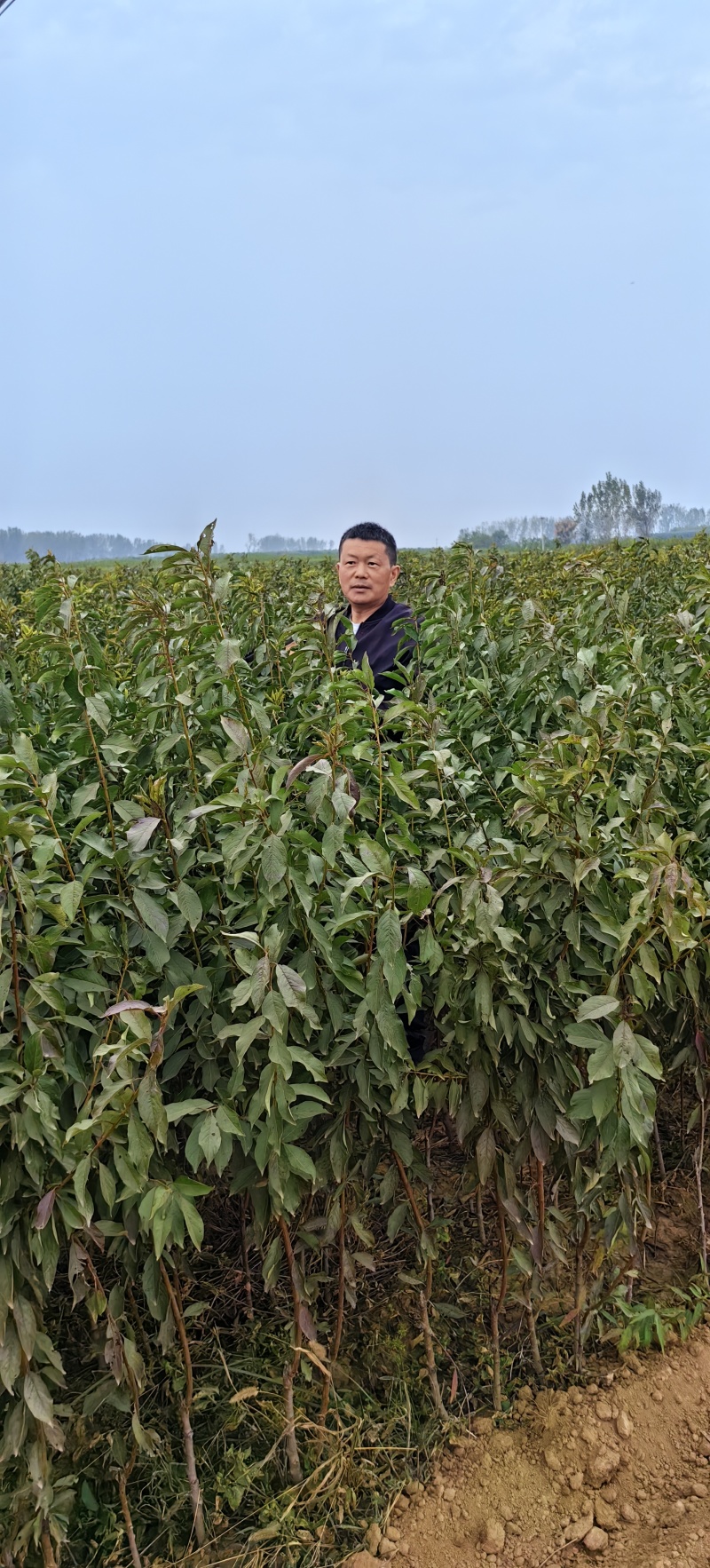 金陵晚毛蟠桃苗，树势中庸，树姿开张，抗性好，易管理，