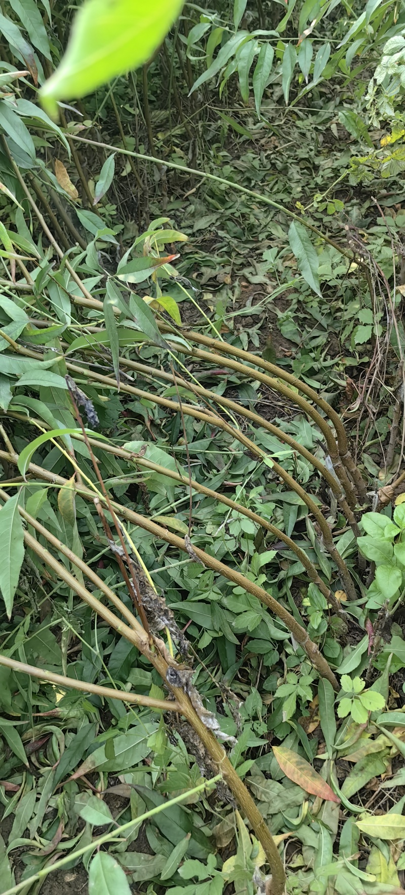 金陵晚毛蟠桃苗，树势中庸，树姿开张，抗性好，易管理，