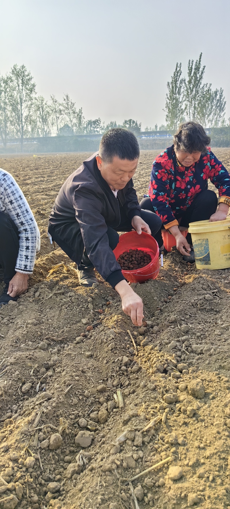 金陵晚毛蟠桃苗，树势中庸，树姿开张，抗性好，易管理，
