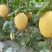 锦田蜜1号哈蜜瓜种子果肉橘红色肉厚腔小亩种1500株