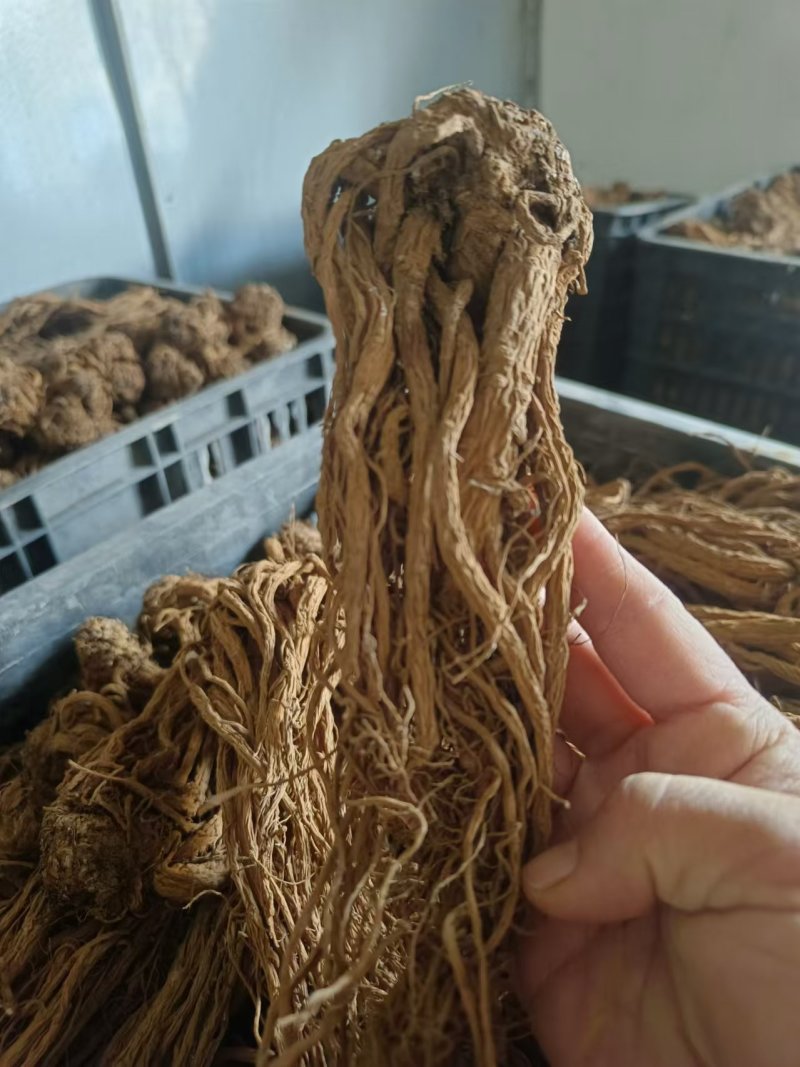 云南包检当归大量有货厂家直销欢迎电联