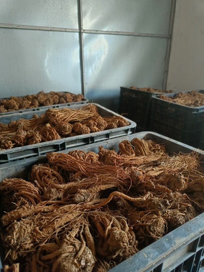 云南包检当归大量有货厂家直销欢迎电联