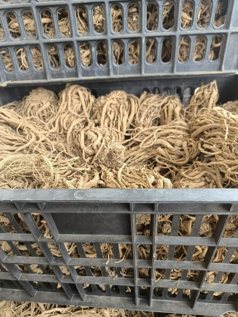 云南包检当归大量有货厂家直销欢迎电联