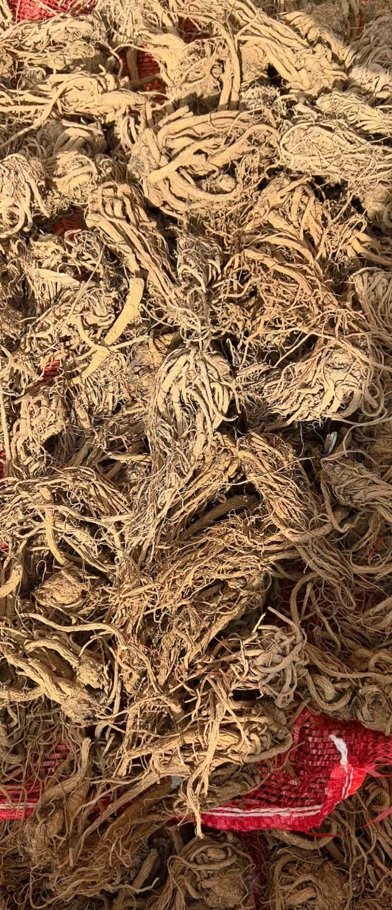 云南包检当归大量有货厂家直销欢迎电联